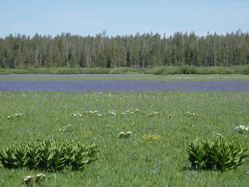 GDMBR: It looks like water BUT that is a field of Blue Penstemons.